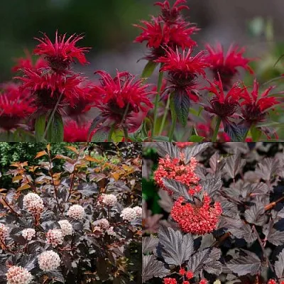 Комплект ОГНЕННЫЙ МИКС в Иваново