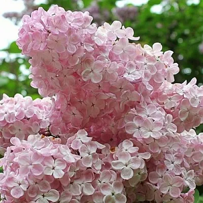 Сирень ВЕЧЕРНИЙ ЗВОН  Сирень ВЕЧЕРНИЙ ЗВОН в Иваново