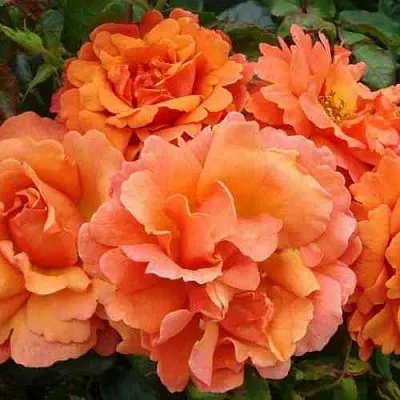 Саженцы роз БРИДЖ ОФ САЙЗ плетистая  Саженцы роз БРИДЖ ОФ САЙЗ плетистая в Иваново