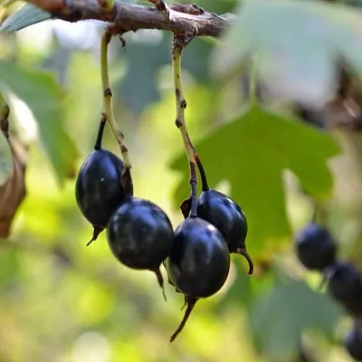 Смородина золотистая ДУСТЛИК в Иваново