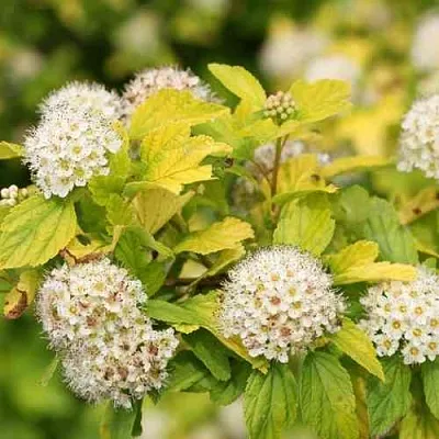 Пузыреплодник АНГЕЛ ГОЛД  Пузыреплодник АНГЕЛ ГОЛД в Иваново