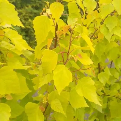Берёза ГОЛДЕН ОБЕЛИСК повислая  в Иваново