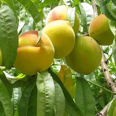 Персик СЕЯНЕЦ СТАРКА в Иваново