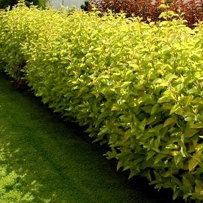 Комплект ДАРТС ГОЛД в Иваново