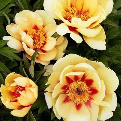 Пион БОРДЕР ЧАРМ ито-гибрид  Пион БОРДЕР ЧАРМ ито-гибрид в Иваново