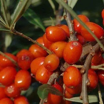 Облепиха ВОРОБЬЕВСКАЯ  Облепиха ВОРОБЬЕВСКАЯ в Иваново