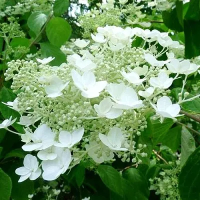Гортензия УАЙТ ДОМ древовидная  Гортензия УАЙТ ДОМ древовидная в Иваново