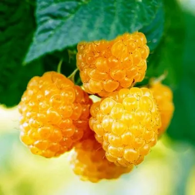 Малина МЕДОВАЯ  Малина МЕДОВАЯ в Иваново