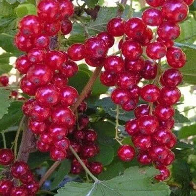 Смородина красная ПУРПУРНАЯ в Иваново