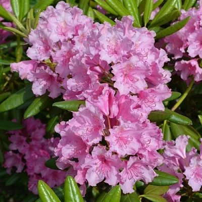 саженцы рододендрона саженцы рододендрона