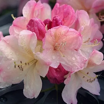 Рододендрон ПЕРСИ ВАЙСМАН  Рододендрон ПЕРСИ ВАЙСМАН в Иваново