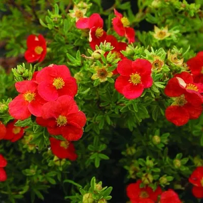 Лапчатка РЕД АЙС кустарниковая  Лапчатка РЕД АЙС кустарниковая в Иваново