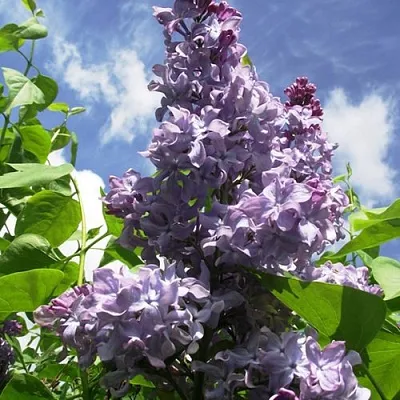 Сирень КРЫЛЬЯ НАДЕЖДЫ  Сирень КРЫЛЬЯ НАДЕЖДЫ в Иваново