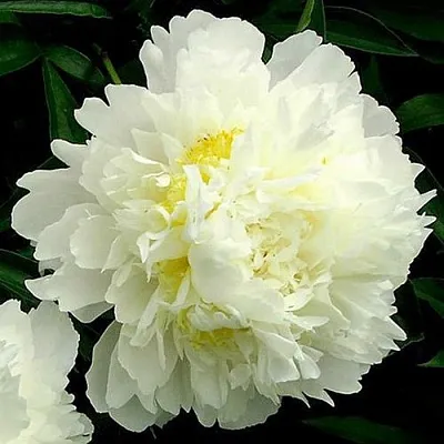 Пион ЗОЛОТОЙ ОРЕОЛ травянистый  Пион ЗОЛОТОЙ ОРЕОЛ травянистый в Иваново