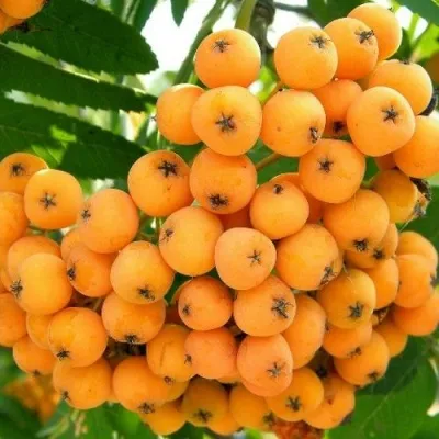 Рябина НЕВЕЖИНСКАЯ ЖЕЛТАЯ сладкоплодная в Иваново