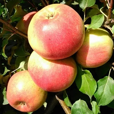 Яблоня ЭМБАССИ в Иваново