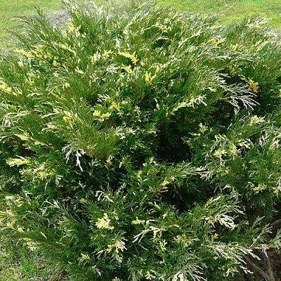 Можжевельник АНДОРА ВАРИЕГАТА горизонтальный  Можжевельник АНДОРА ВАРИЕГАТА горизонтальный в Иваново