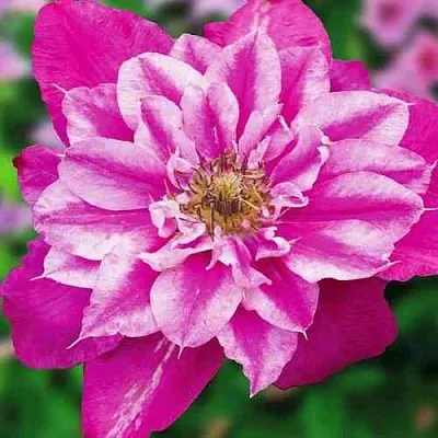 Клематис МАЙ ДАРЛИНГ   Клематис МАЙ ДАРЛИНГ  в Иваново