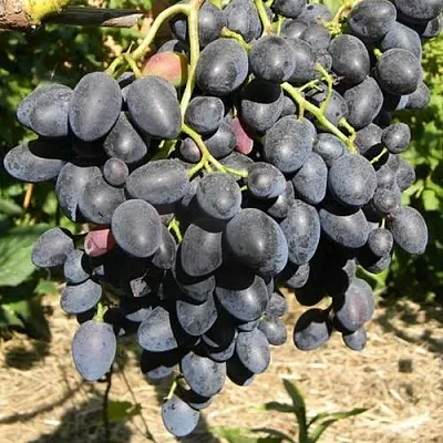 Виноград НАДЕЖДА АЗОС в Иваново