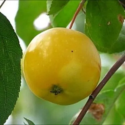 Яблоня КИТАЙКА ЖЁЛТАЯ колонновидная в Иваново