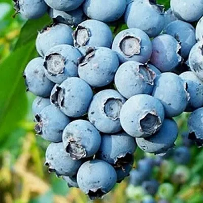 Голубика БРИГИТТА БЛЮ в Иваново