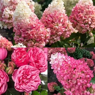 Комплект МАЛИНОВЫЙ ДЕСЕРТ в Иваново