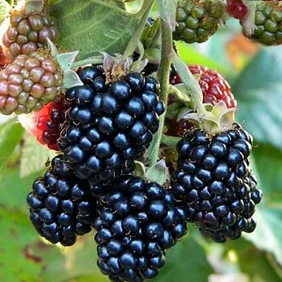 Ежевика ОУАЧИТА бесшипная в Иваново