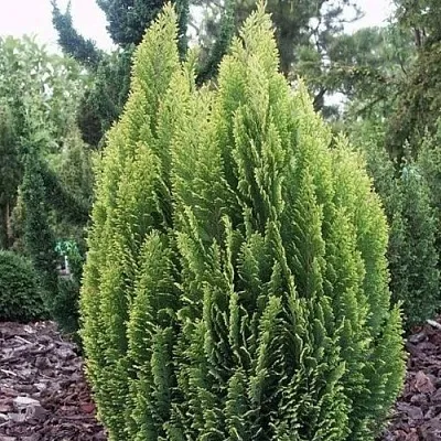 Кипарисовик ЭЛВУДИ ЭМПАЙР лавсана в Иваново