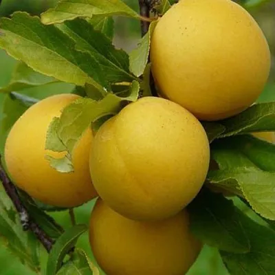 Слива СОЛНЫШКО  Слива СОЛНЫШКО в Иваново