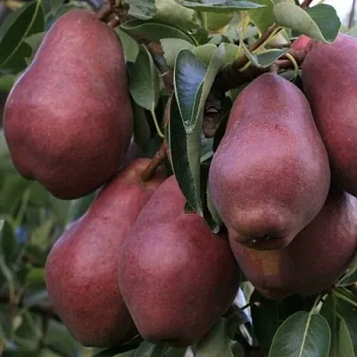 Груша РЕД ВИЛЬЯМС  Груша РЕД ВИЛЬЯМС в Иваново