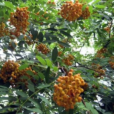 Рябина НЕВЕЖИНСКАЯ ЖЕЛТАЯ сладкоплодная в Иваново