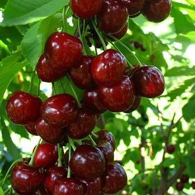 Вишня ВОСТОРГ колонновидная  Вишня ВОСТОРГ колонновидная в Иваново