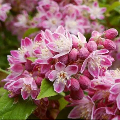 Дейция СТРОБЕРРИ ФИЛДС   Дейция СТРОБЕРРИ ФИЛДС  в Иваново