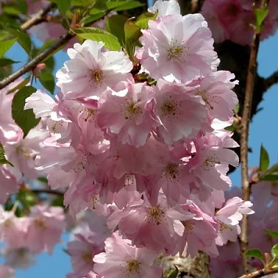 Вишня АККОЛЕЙД цветущая  Вишня АККОЛЕЙД цветущая в Иваново