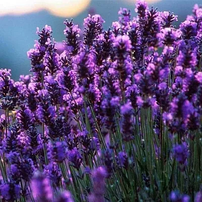 Лаванда в Иваново