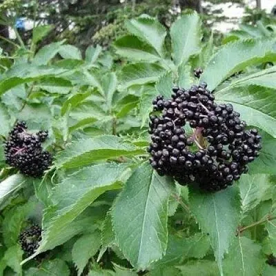 Бузина черная КЛАДЗЕЗЬ  Бузина черная КЛАДЗЕЗЬ в Иваново