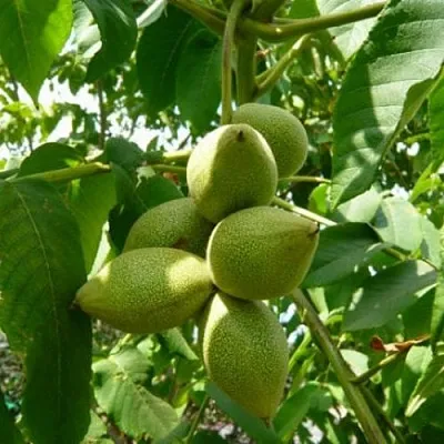 Маньчжурский орех  в Иваново