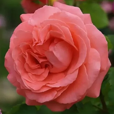 Саженцы роз ДИДИ БРИДЖУОТЕР плетистая  Саженцы роз ДИДИ БРИДЖУОТЕР плетистая в Иваново