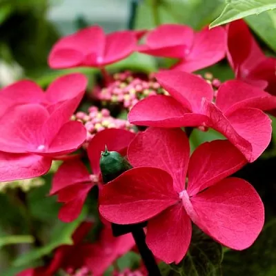 Гортензия РОТШВАНЦ крупнолистная  Гортензия РОТШВАНЦ крупнолистная в Иваново