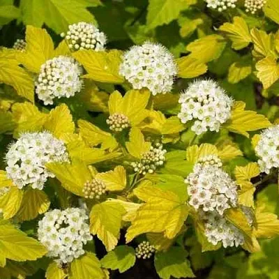 Пузыреплодник ДАРТС ГОЛД  Пузыреплодник ДАРТС ГОЛД в Иваново