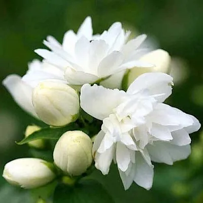 Жасмин ШНЕЕШТРУМ  Жасмин ШНЕЕШТРУМ в Иваново