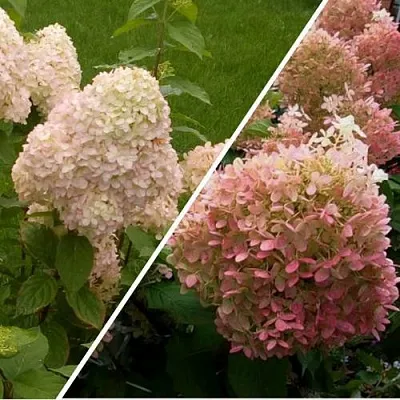 Комплект НЕЖНЫЕ ЧУВСТВА в Иваново