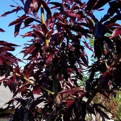 Персик БУРГУНДИ краснолистный в Иваново