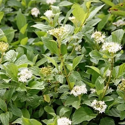 Дерен ФЛАВИРАМЕА отпрысковый   Дерен ФЛАВИРАМЕА отпрысковый  в Иваново