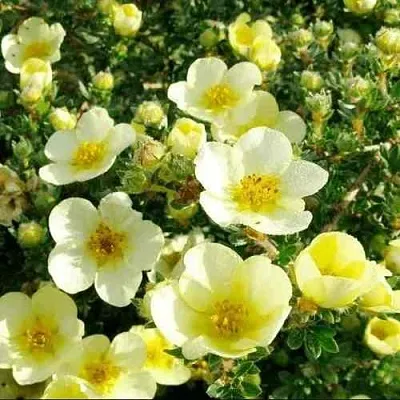 Лапчатка КЛОНДАЙК кустарниковая  Лапчатка КЛОНДАЙК кустарниковая в Иваново