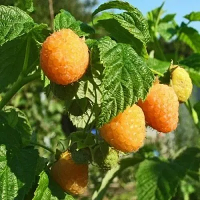 Саженцы малины ремонтантной Поранна роса