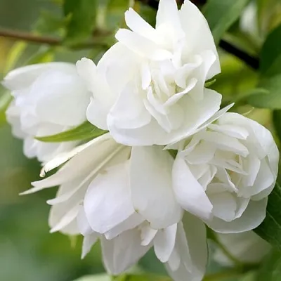 Жасмин МАНТО Д’ЭРМИН  Жасмин МАНТО Д’ЭРМИН в Иваново