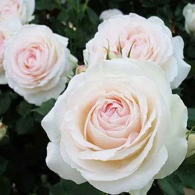 Саженцы роз ПАЛЕ РОЯЛЬ плетистая  Саженцы роз ПАЛЕ РОЯЛЬ плетистая в Иваново