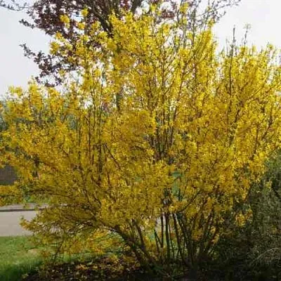 Форзиция КАМСОН промежуточная  Форзиция КАМСОН промежуточная в Иваново