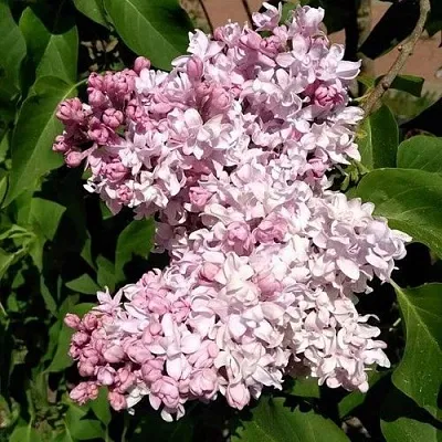 Сирень МИЛОСЕРДИЕ  Сирень МИЛОСЕРДИЕ в Иваново